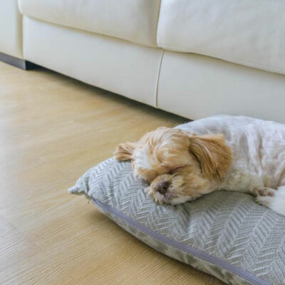 7 Pet-friendly Hotels Worldwide