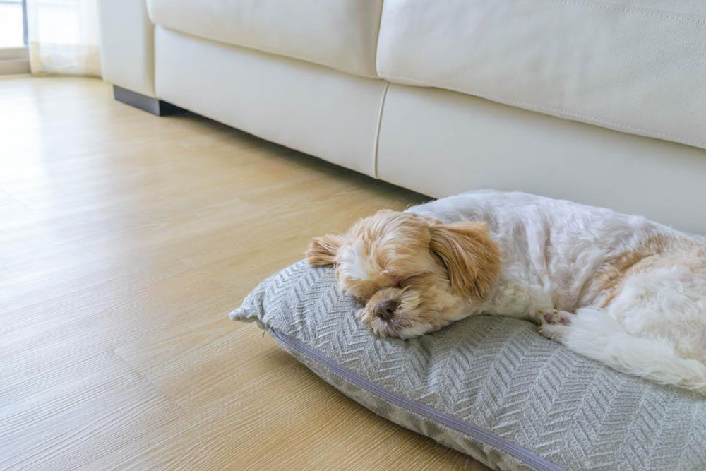 7 Pet-friendly Hotels Worldwide