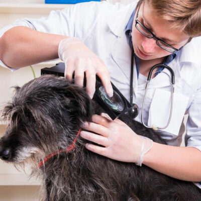 Foods that Help in Naturally Eliminating Ticks and Fleas