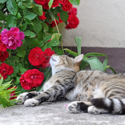 How to Keep Cats Away from Toxic Houseplants