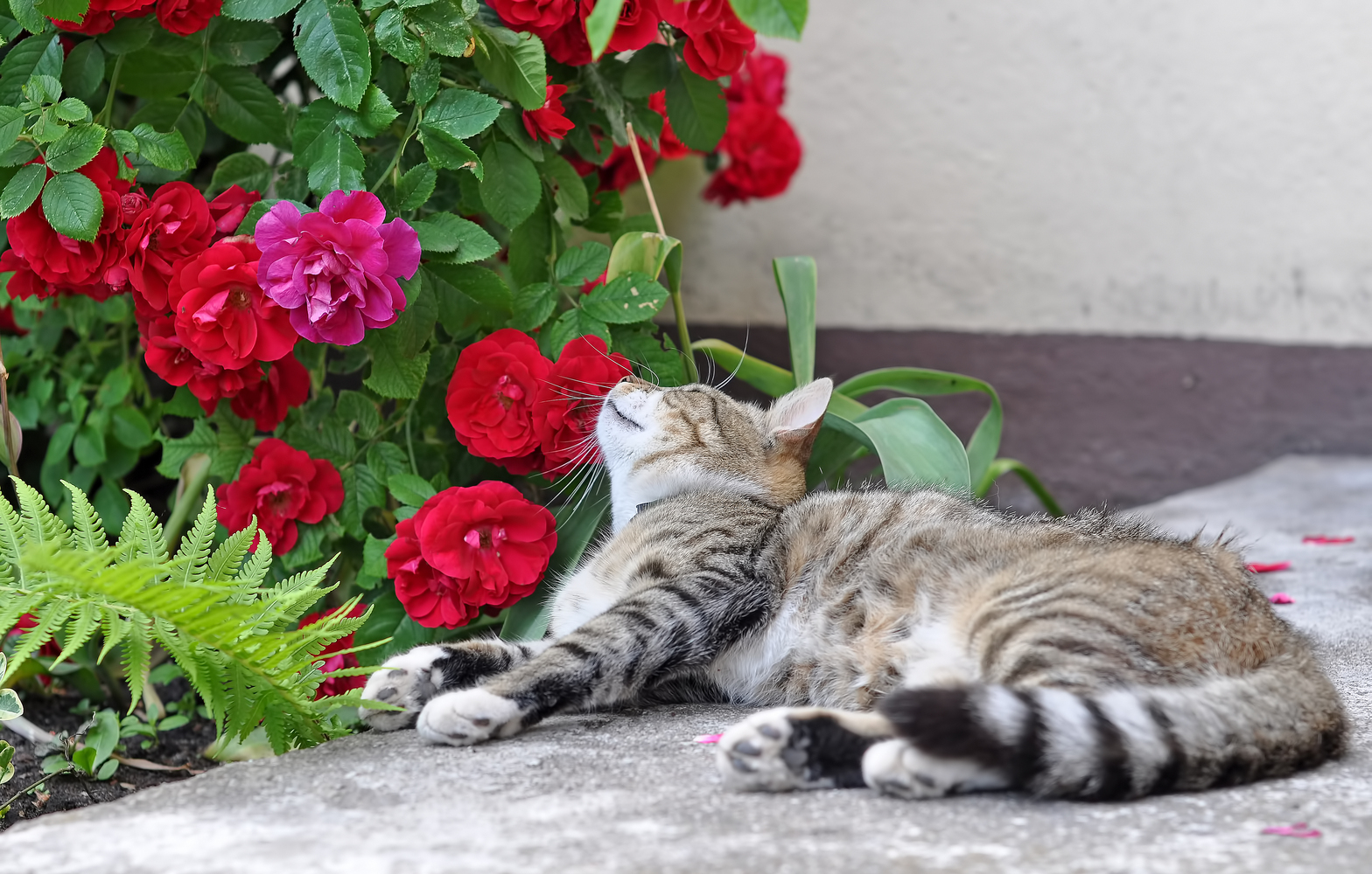 How to Keep Cats Away from Toxic Houseplants