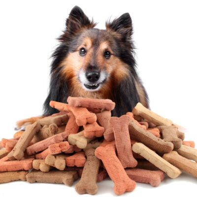 Identifying the Root Causes of Food Allergies in Dogs
