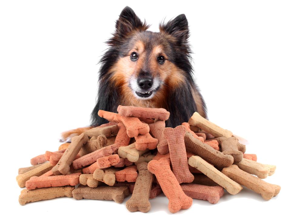 Identifying the Root Causes of Food Allergies in Dogs