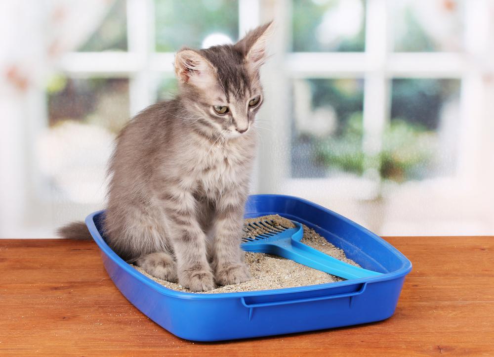 The Best Natural Cleaners for Cat Owners