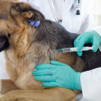 The Symptoms of Rabies in Pets