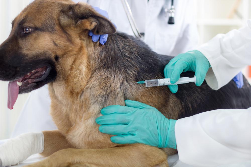 The Symptoms of Rabies in Pets