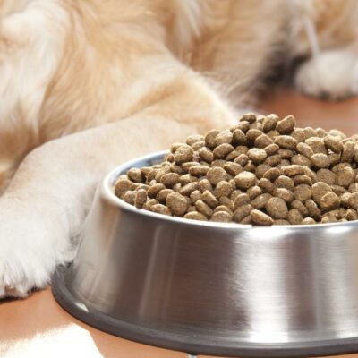 Foods That are Harmful for Cats