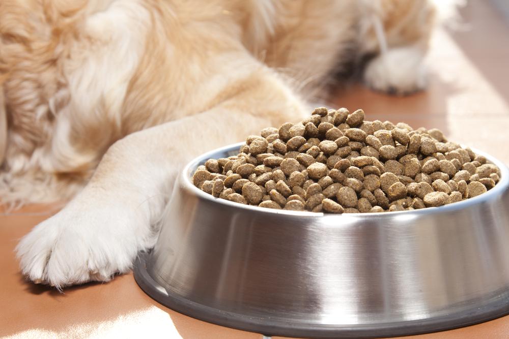Foods That are Harmful for Cats