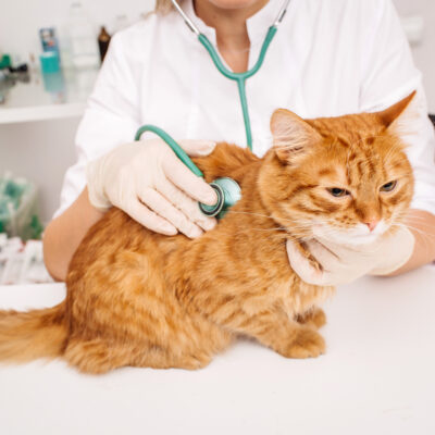 Feline Diabetes: Causes, Diagnosis, and Risk Factors