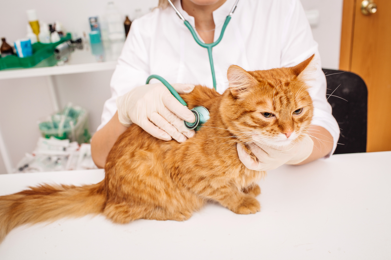 Feline Diabetes: Causes, Diagnosis, and Risk Factors