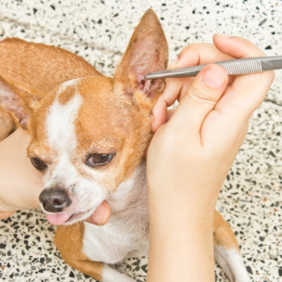The Real Dangers of Fleas on House Pets