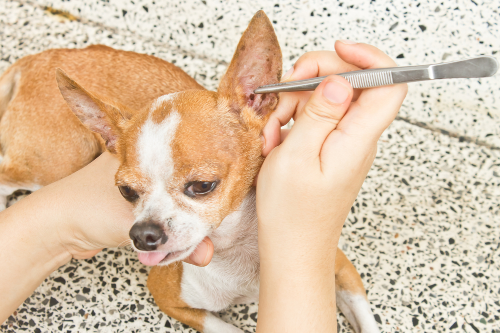 The Real Dangers of Fleas on House Pets